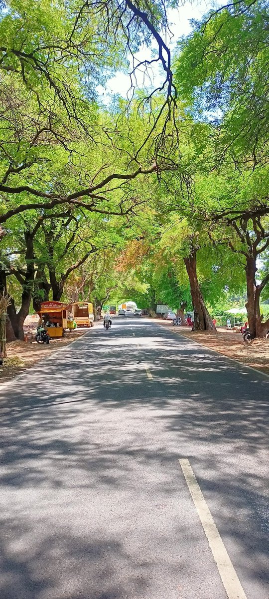 G2bhaiya's tweet photo. ये खूबसूरत जगह पुणे सतारा के बीच आने वाले बारामती हाईवे की है, यहां दोनो तरफ इमली के कई सारे पेड़ मिलकर एक शानदार पर्यावरण का निर्माण करते हैं, सड़क विस्तार की खबरें ह्रदय में दुख उ��्पन्न करती है ऐसी जगह को बचाए रखने के लिए क्या हम सड़कों को दूसरी जगह से नहीं ले जाया सकता  ।। https://t.co/ANfjEPB3GS