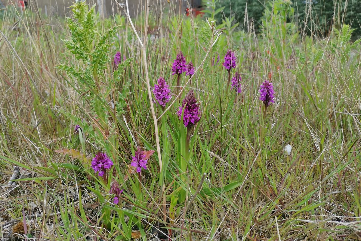 LapwingEcology's tweet photo. Orchids and baby birds - it must be summer (despite the temperatures on some of our sites) #ecology #ornithology #orchids https://t.co/6Vynse4HW4