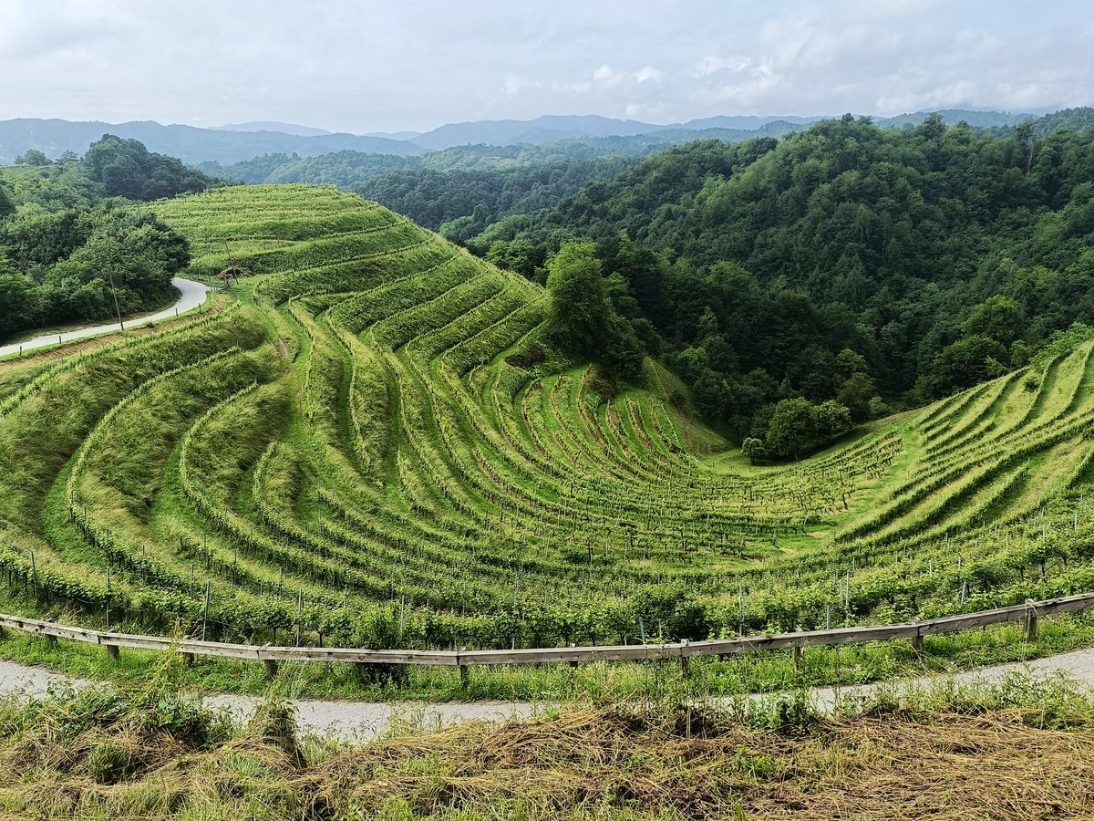 ChrisBoiling's tweet photo. I love this view from the Vino Gross winery in Gorca, #Slovenia. I don't like the road to it, though. Too many blind bends and sheer drops. But it's the steep terraced hills that help to make this historic #wine region so special.
#slovenianwine #winetourism #winetravel #haloze https://t.co/M5StXeRAYS