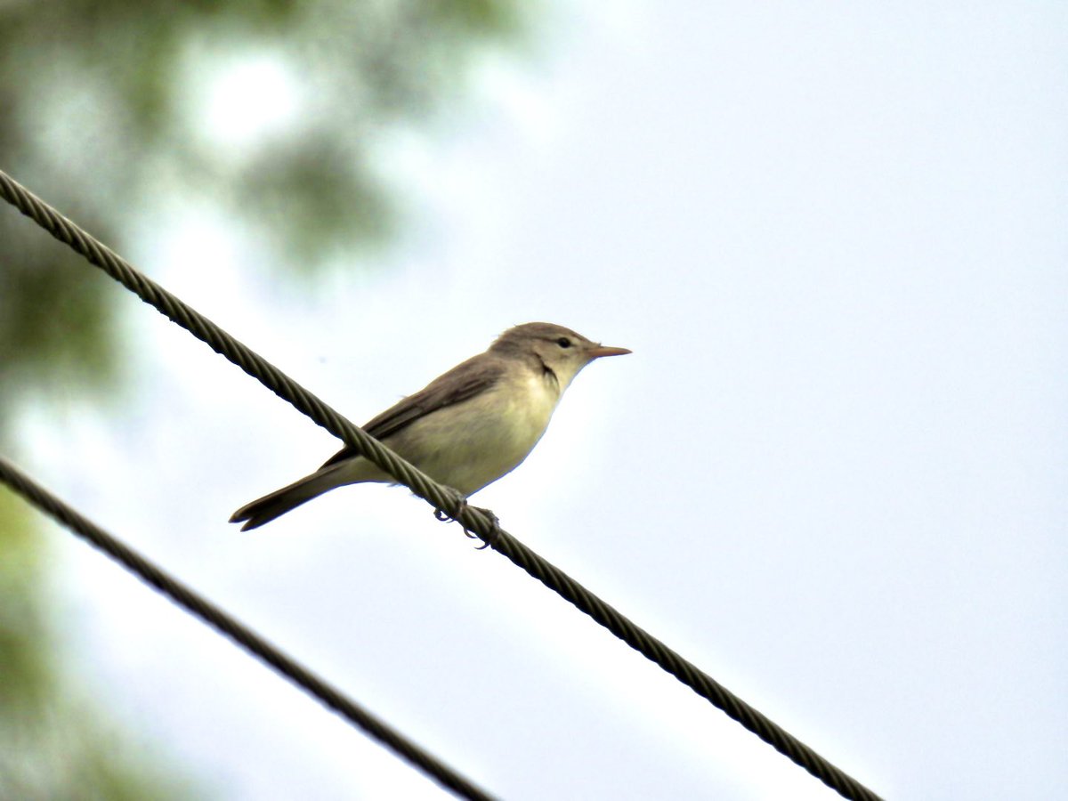 Saz kamışçını olabilir mi? <a href="/alpertuydes/">Alper Tüydeş</a> #hangitür :)