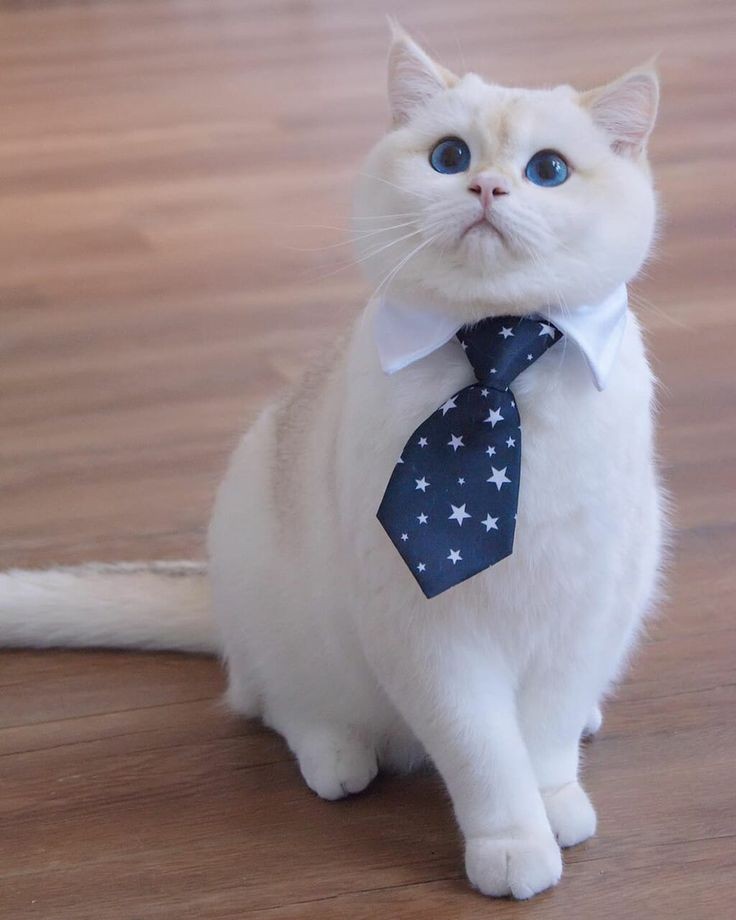 cosplaycatss's tweet photo. https://t.co/5DKd4OpU3F