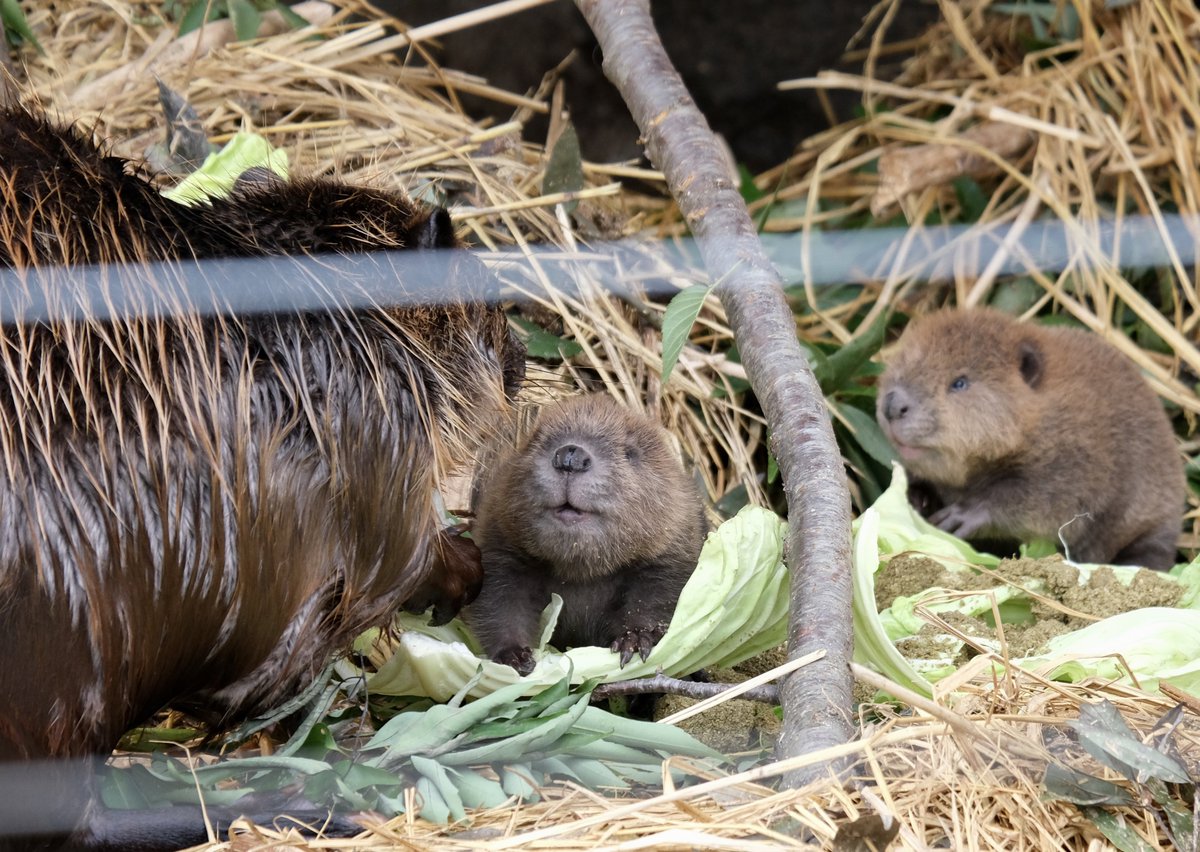 噂のチビーバー😍💓
まるでたわし🥹かわいいです✨
#アメリカビーバー #東武動物公園