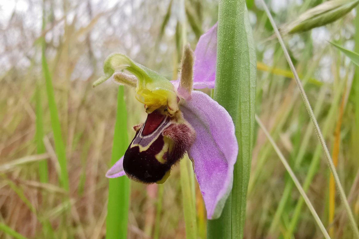 LapwingEcology's tweet photo. Orchids and baby birds - it must be summer (despite the temperatures on some of our sites) #ecology #ornithology #orchids https://t.co/6Vynse4HW4