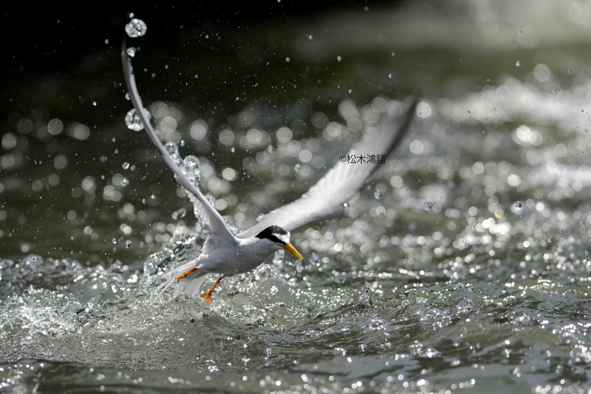herasigi3350's tweet image. コアジサシ　Little Tern
#Nikon 
#D7100 
#300mmf2.8 
#2013年