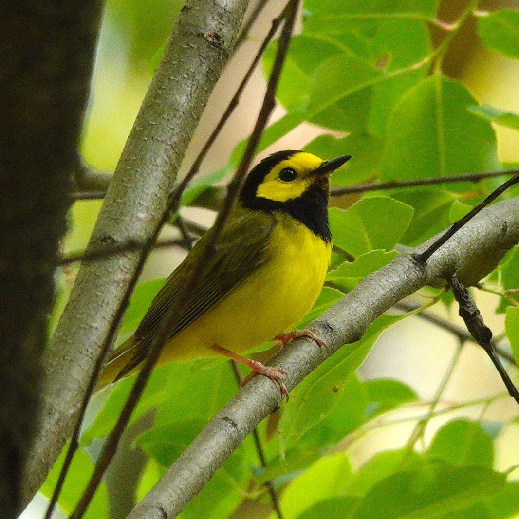 Spring migration - Hooded Warbler. Fun fact, male and female Hooded Warblers winter in different types of habitats! That sounds like the definition of “separate vacations” to me 😃05-11-23 #warblers #birding #birdphotography #songbird’s #springmigration #birdcp #birdcpp #birds