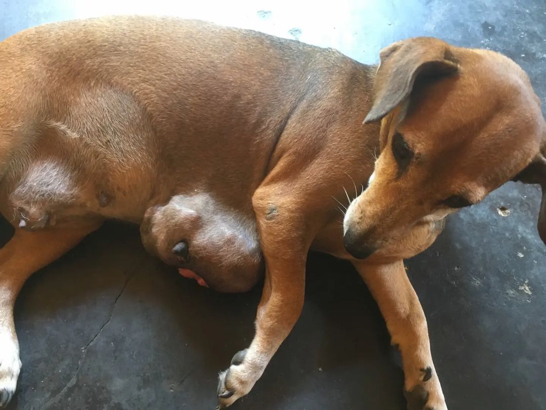 BawbawAnimal's tweet photo. 🐶 Brave pup battled a massive tumor in his tummy, but thanks to residential treatments, he's on the road to recovery!

Sending love and healing vibes to this furry fighter. 🙏❤️

#ThankYou everyone who helped. 🌼

#DogHealth #ResilientPets #RoadtoRecovery https://t.co/9HWCK1Flt0