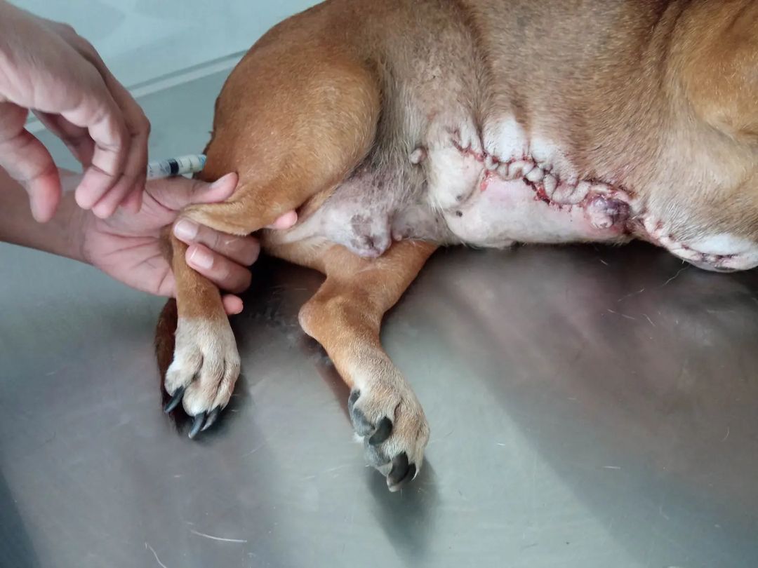 BawbawAnimal's tweet photo. 🐶 Brave pup battled a massive tumor in his tummy, but thanks to residential treatments, he's on the road to recovery!

Sending love and healing vibes to this furry fighter. 🙏❤️

#ThankYou everyone who helped. 🌼

#DogHealth #ResilientPets #RoadtoRecovery https://t.co/9HWCK1Flt0