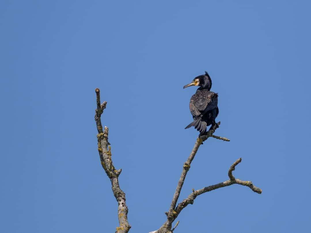 BOB ILES tweet media