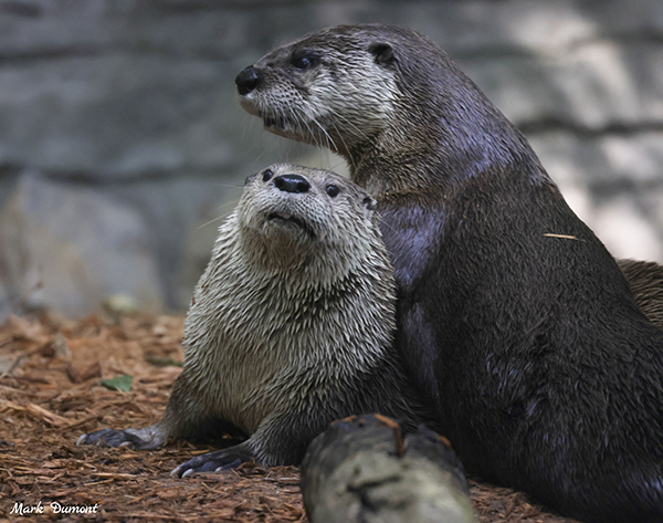 Not sure massage therapist otter is doing such a great job dailyotter.org/posts/2023/6/1… 📸: flickr.com/photos/wcdumon…