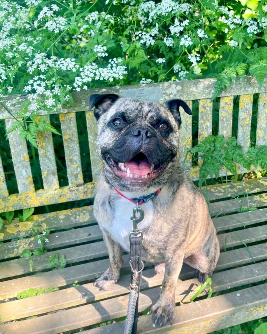 DT_Leeds's tweet photo. Always such a pleasure to go for a walk with Lovely Laszlo! 🥰
He's a 3yr old#Pug Cross and he's looking for his forever home NOW! 🏡
Find out more👉 https://t.co/axndTlH14J
#PugLife #RescueDog #AdoptDontShop #AdoptADog #Leeds #Walkies #WeekendWalkies #DogsOfTwitter @DogsTrust https://t.co/tSGkZopMTb