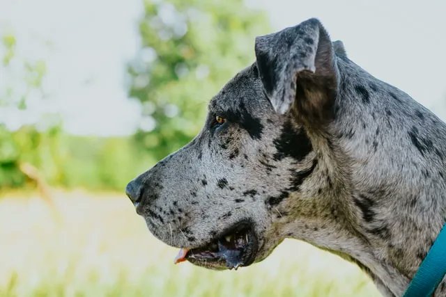 The tallest dog in the world was a Great Dane named Zeus! Measured at 44 inches tall on October 4th 2011, he’s the current Guinness World Record holder 🐶 Photo by leonides ruvalcabar on Unsplash 🐾 
#GreatDane #DogDoor #DogFlap #PetDoor #PetFlap #CatFlap #DogsofTwitter