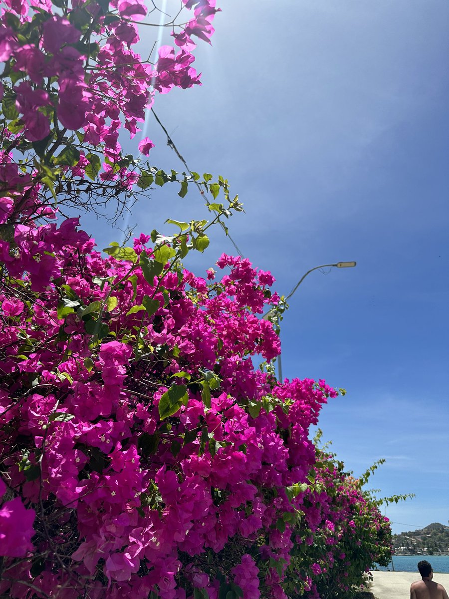 La bahía de Pampatar puede ser de mis playas favoritas en Margarita. Es cristalina y de oleaje moderado, te puedes ir caminando y en días de semana no se llena.

Allá me disfruté una <a href="/7upvzla/">7upvzla</a> que tiene su propia lata margariteña. 😎