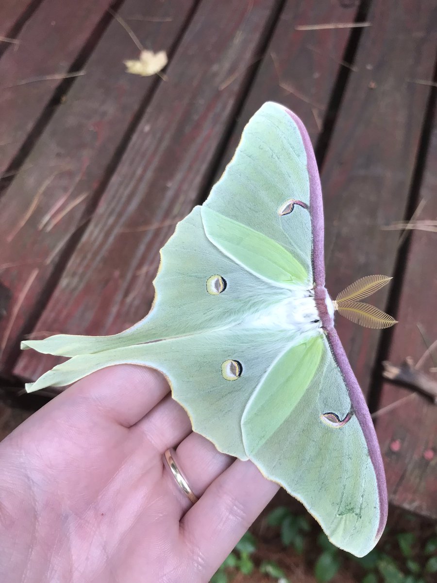 erarsenault's tweet photo. Luna moths are out at Cranberry Lake 💚 https://t.co/RRUuqqmSLy