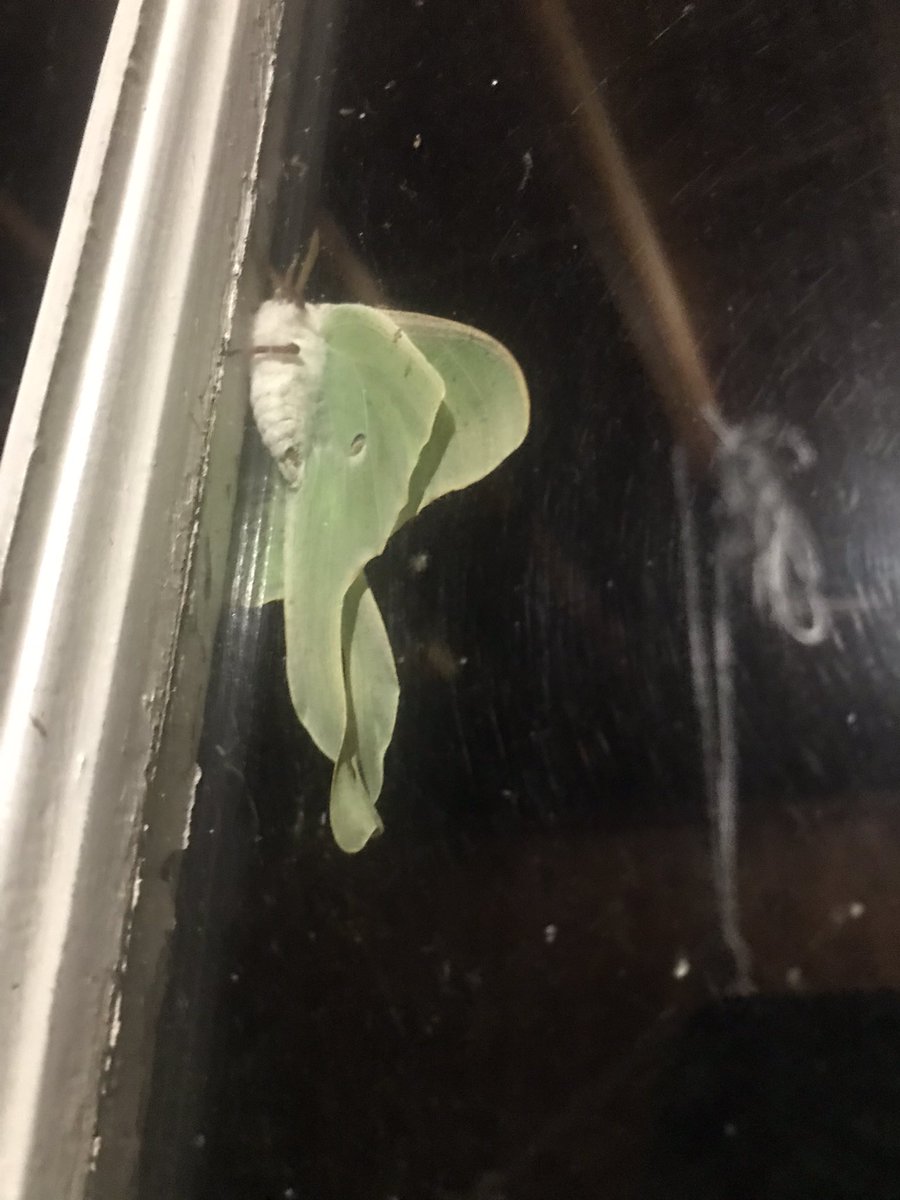 erarsenault's tweet photo. Luna moths are out at Cranberry Lake 💚 https://t.co/RRUuqqmSLy