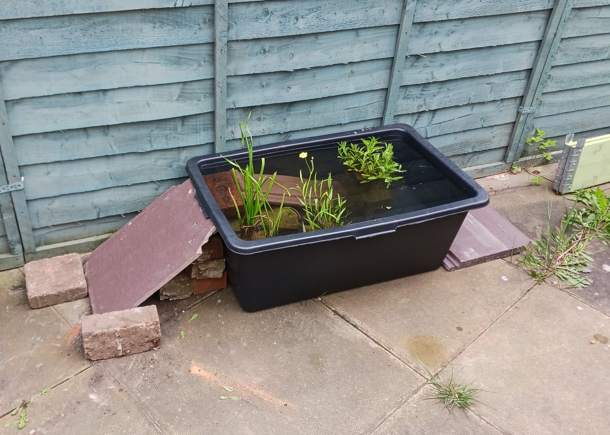 froglifers's tweet image. The #CoalfaceToWildspace team worked with @themindkindpro #Walsall to create a #minipond in their community garden. We can’t wait to see what creatures will take up residence. Check out how to create your own mini pond here: froglife.org/learning-zone/…