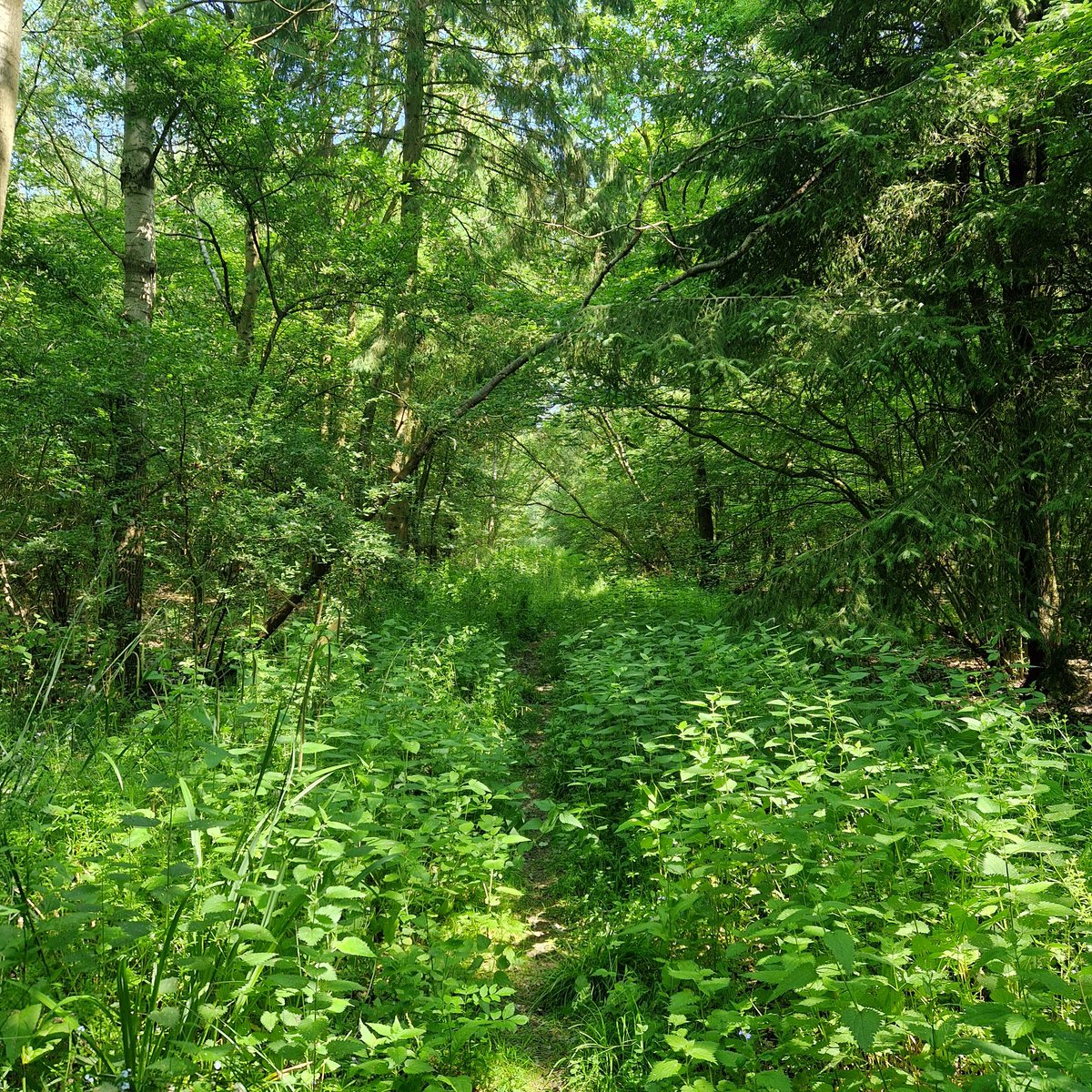 LucyTho55134197's tweet photo. When you pull over into a tiny lay-by with the dog ..and find this amazing hidden gem #trees #hiddenforest https://t.co/1kFCyj0ODP