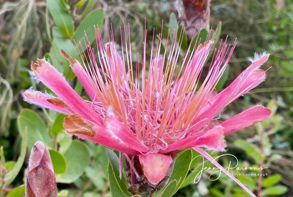 JennyPaPB's tweet photo. A Cape #Sugarbird visiting the #flowers of #Protea aurea aurea aka the shuttlecock sugarbush. A favourite garden bird who plays a critical role in the #pollination of proteas. Attracted by the colours of the inflorescence rather than the perfume

#pringlebaybirding #nature #bird https://t.co/9vHAXow2E3