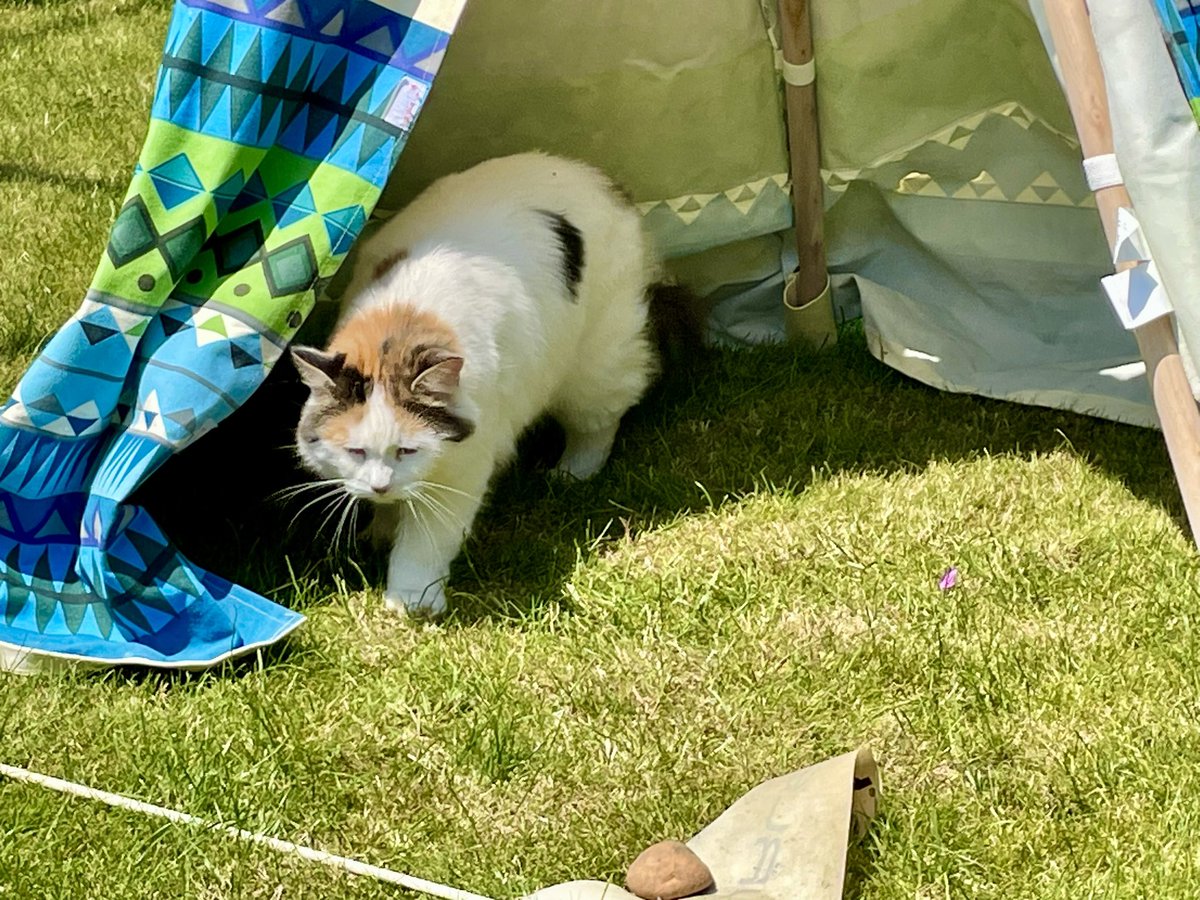 Happy #Caturday ! It is a bit too hot for me in my beautiful fur coat though. Tried sheltering in the little hairless ape’s wigwam but it is no use #cats #CatsOfTwitter #heatwave