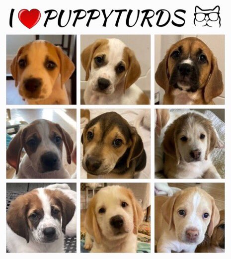 Happy 1st Birthday to all Pupturds🎉🎈🥳🎂❤️🥰