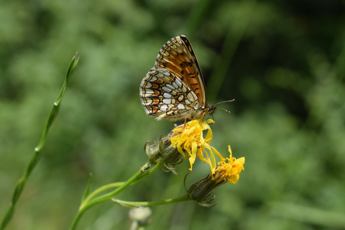 SamuelMarent's tweet image. 