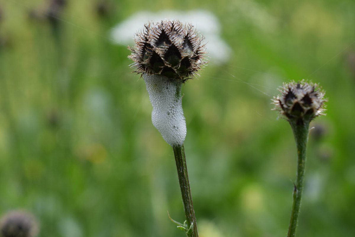 SamuelMarent's tweet image. 