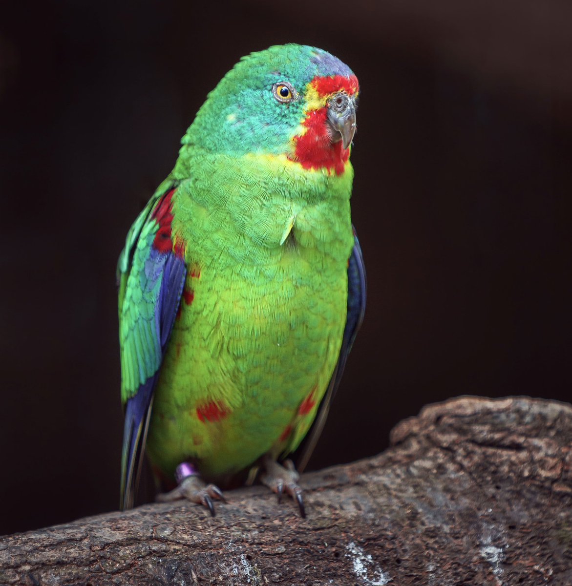 “Kik-kik-kik, kik-kik-kik' is the flute-like, metallic chirruping call of the critically endangered Swift Parrot 🦜❤️ Unless we act, their song could disappear from the wild within 10 years.

#Aves #BirdConservation #BirdWatching