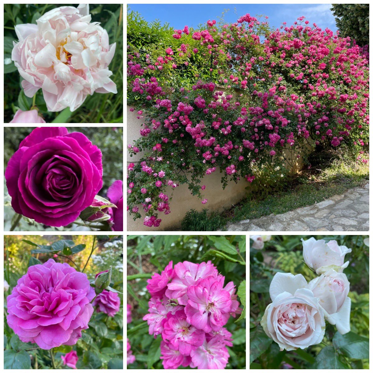 Happy #SixOnSaturday ! All this #flowers are flowering right now only garden. 
#garden #gardeningtherapy  #GardeningNews 
#flowerhunting #flowerphotography 
#gardening #mygarden #flowersaddict  #roses #peony