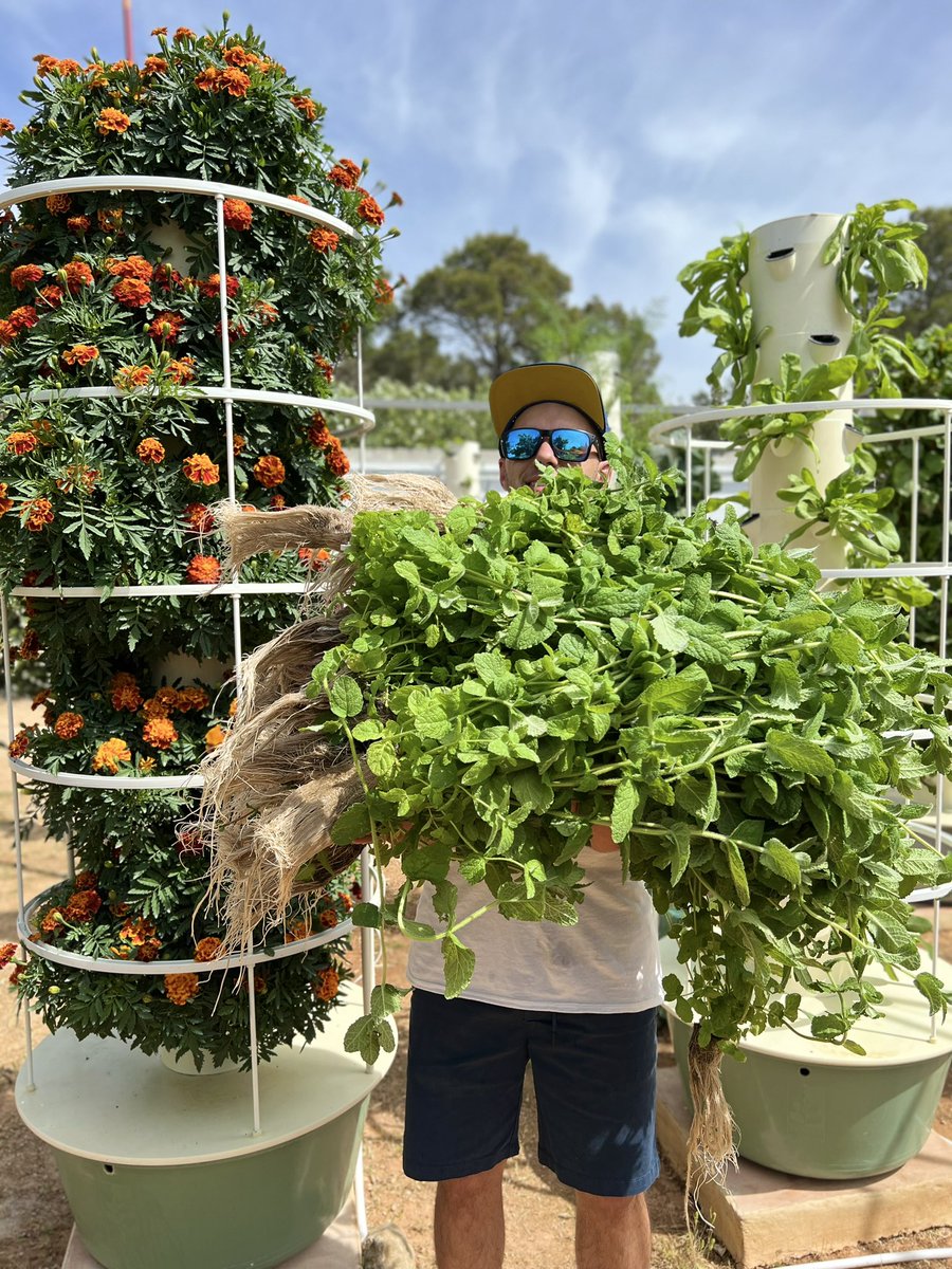 Vertical farming with #mint on aeroponic towers. When growing soilless mint on the towers, it is important to do a routine root trimming on the plants every 2 weeks since the root systems are very large and invasive. 

 #towergarden #aeroponics #verticalfarming #agriculture