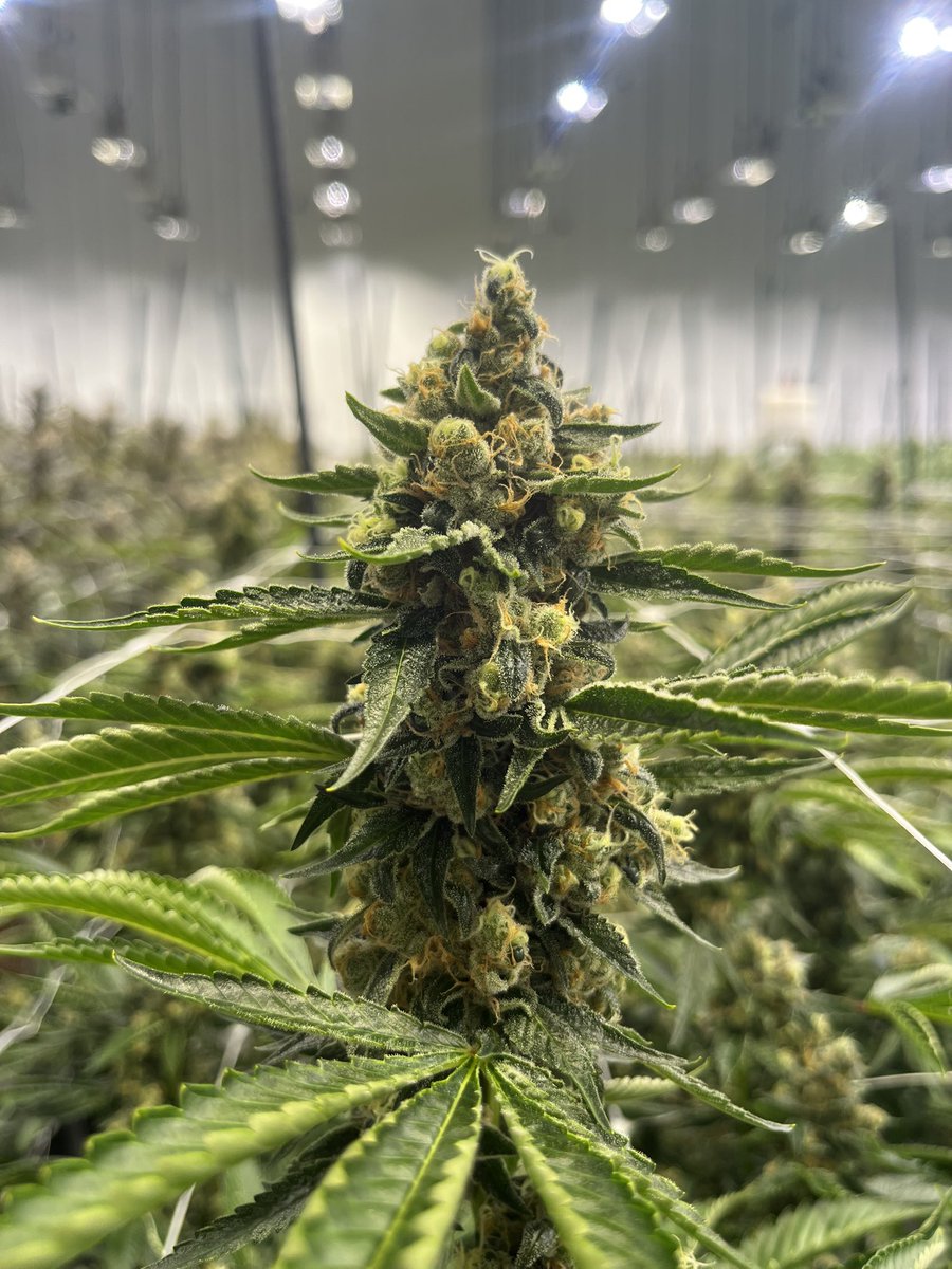 Getting ready for Mondays Harvest.  
 #Cannabis #Marijuana #CBD #CannabisCommunity #CannabisCulture #MedicalCannabis
#CannabisIndustry #Weedstagram #420 #Hemp #THC #CannabisLifestyle #CannabisBusiness #CannabisMedicine- #CannabisEducation #CannabisAdvocacy #CannabisEntrepreneur