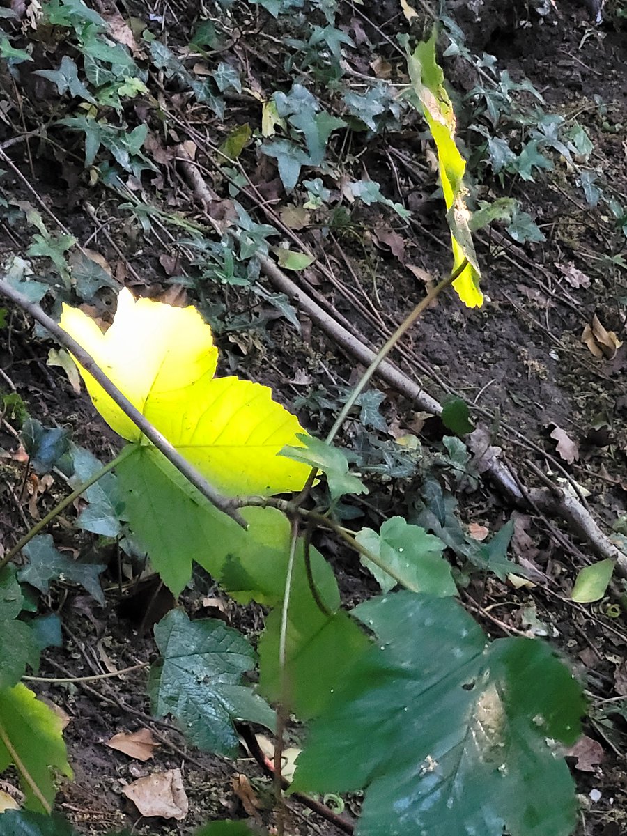 Being part of the Save Merrow Downs campaign to prevent the bright floodlights has made me look properly at the amazing nature right here on our doorstep. Does everything look better in (natural) evening light?