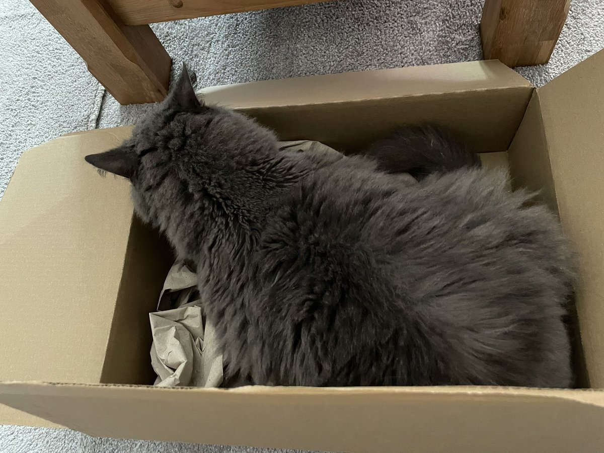 Who needs to spend a fortune on expensive cat beds when fat pants is loving his new box 🤷🏻‍♀️ #CatsOfTwitter #rescuecat #AdoptDontShop