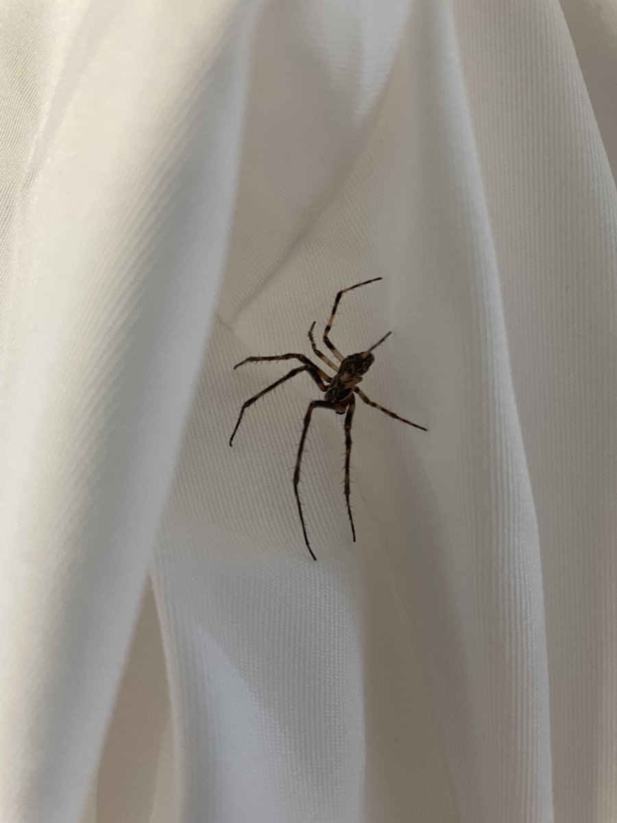 CottrellLab's tweet photo. We rescued this handsome guy who was hanging out on a lab coat yesterday…now wondering if it was a Brown Recluse spider… hmmm…#labmascot https://t.co/qlfBmm6eEs