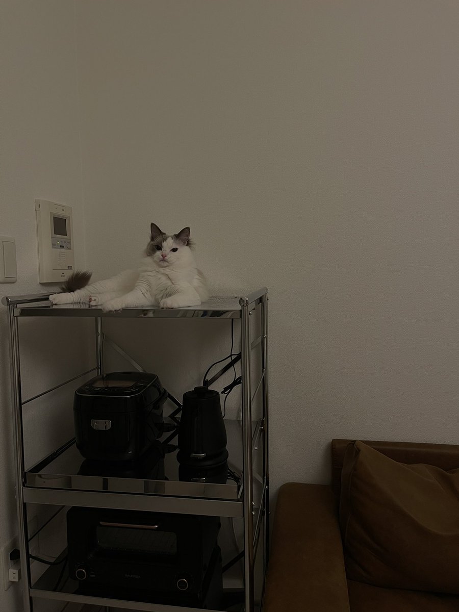 新しいラック買ってその上にコーヒーマシン置きたいなって思ってたけど、冷たくて猫の定位置になってる