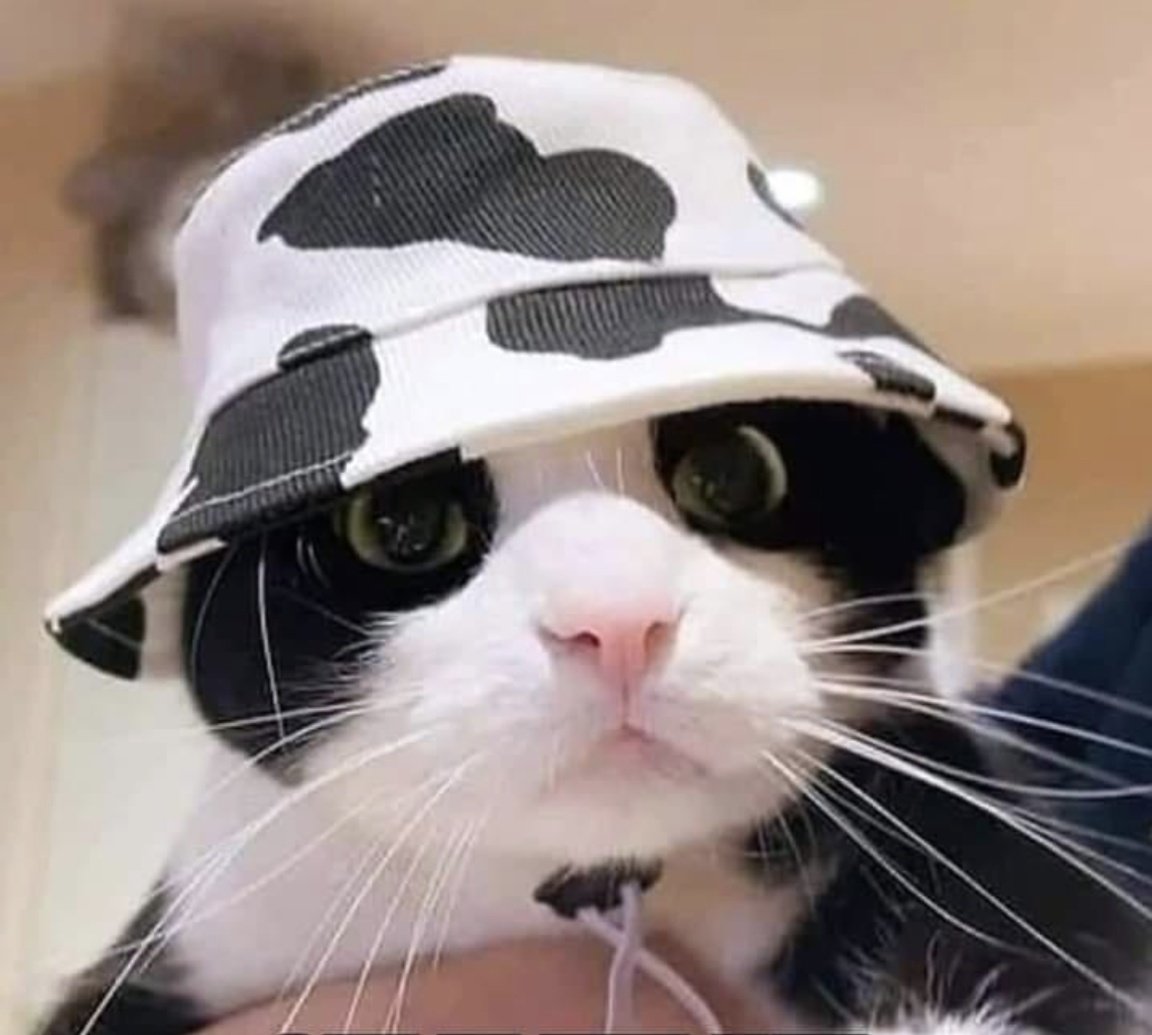 Cat in the hat 😼 Good Morning! ☀️
 Happy #Caturday 😻😹♥️😺😻♥️