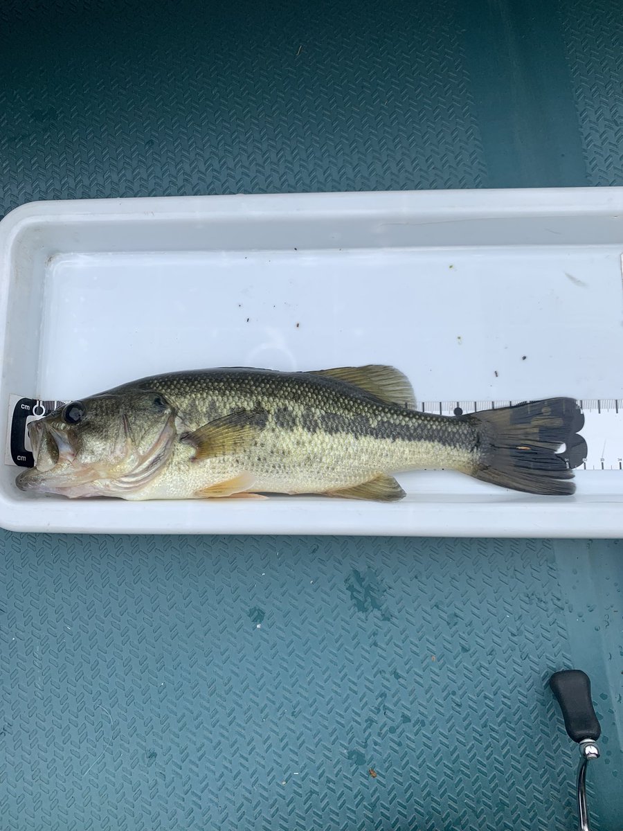 久々の片倉ダムでしたが２本終了😢誰かコンスタントに釣れる釣り教えて下さい😓

#片倉ダム
#もとよし