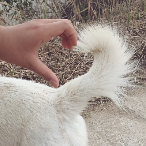malrang_dog's tweet photo. 🥰🥰🥰 https://t.co/Yx1JzNQJlj