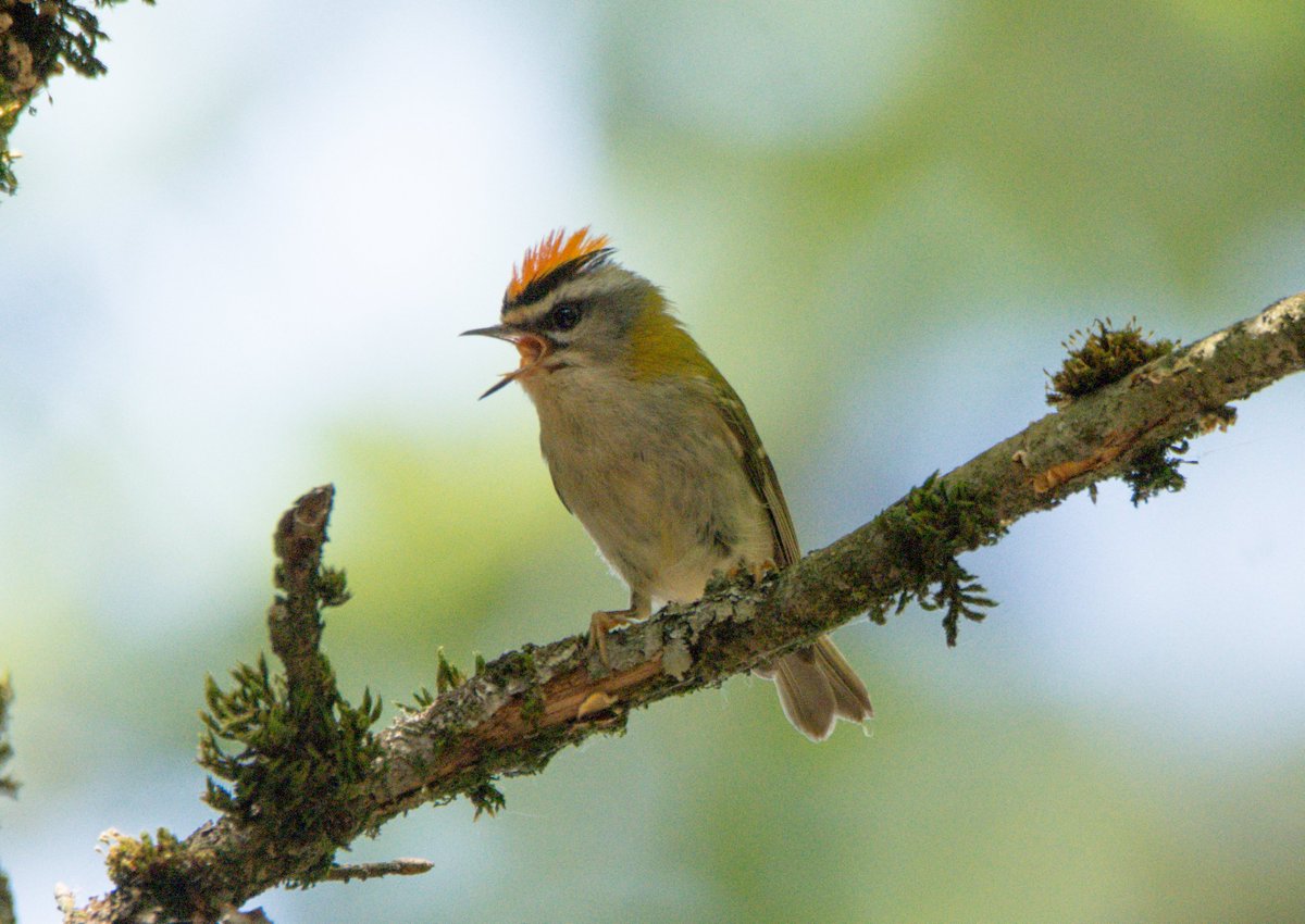 Some more Firecrest pics #France2023