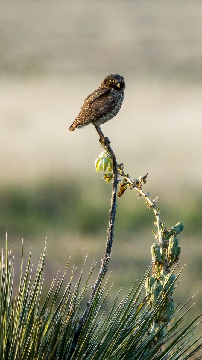 Burrowing owl captured in Colorados eastern plains… these little guys take up nests in abandoned prairie dog burrows… they’re small little dudes so you’ve got to look closely to see them. #owls #burrowingowl #colorado #wildlifephotography