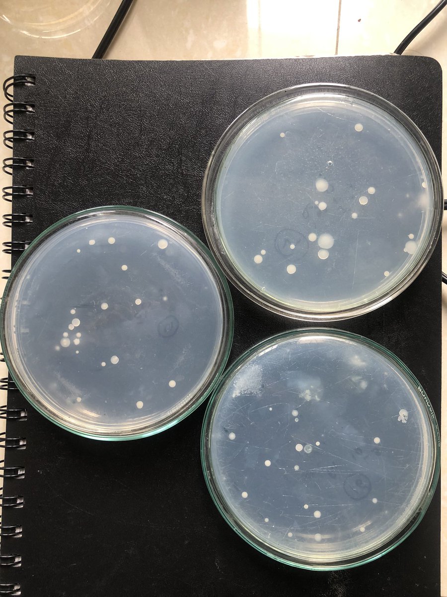 After extensive efforts, I successfully cultured bacteria and actinomycetes from herbicide-treated soils in my research plot! #Microbiology #SoilResearch #BacteriaCulture #Actinomycetes #HerbicideEffects