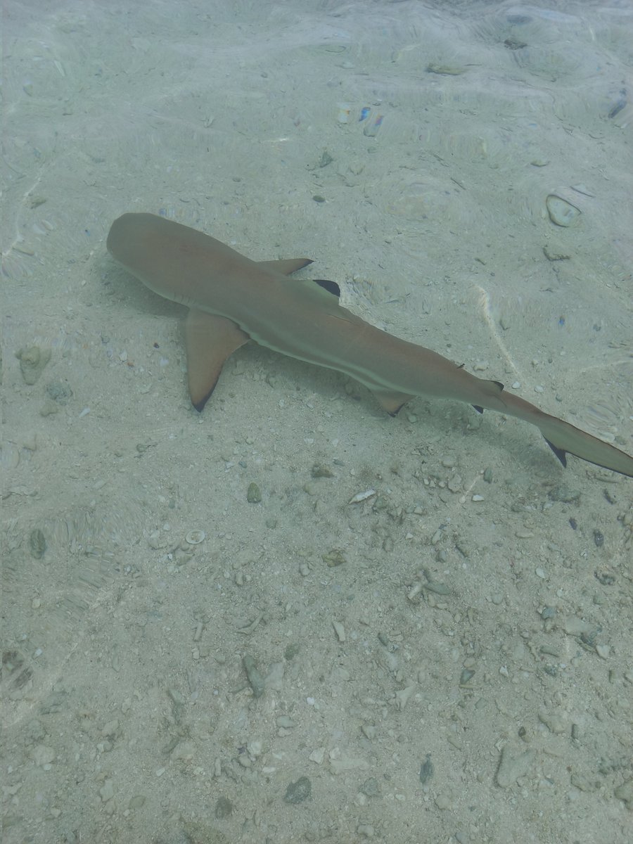 giulioenrico's tweet image. #AhndIsland #Micronesia #Pohnpei #AntAtoll