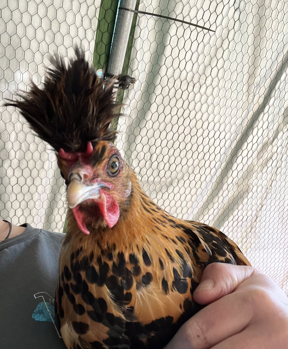 athom01's tweet photo. Definitely the maddest looking chicken on the planet! π #goldenspangledappenzeller #crazyhen https://t.co/8be3vAY1XQ