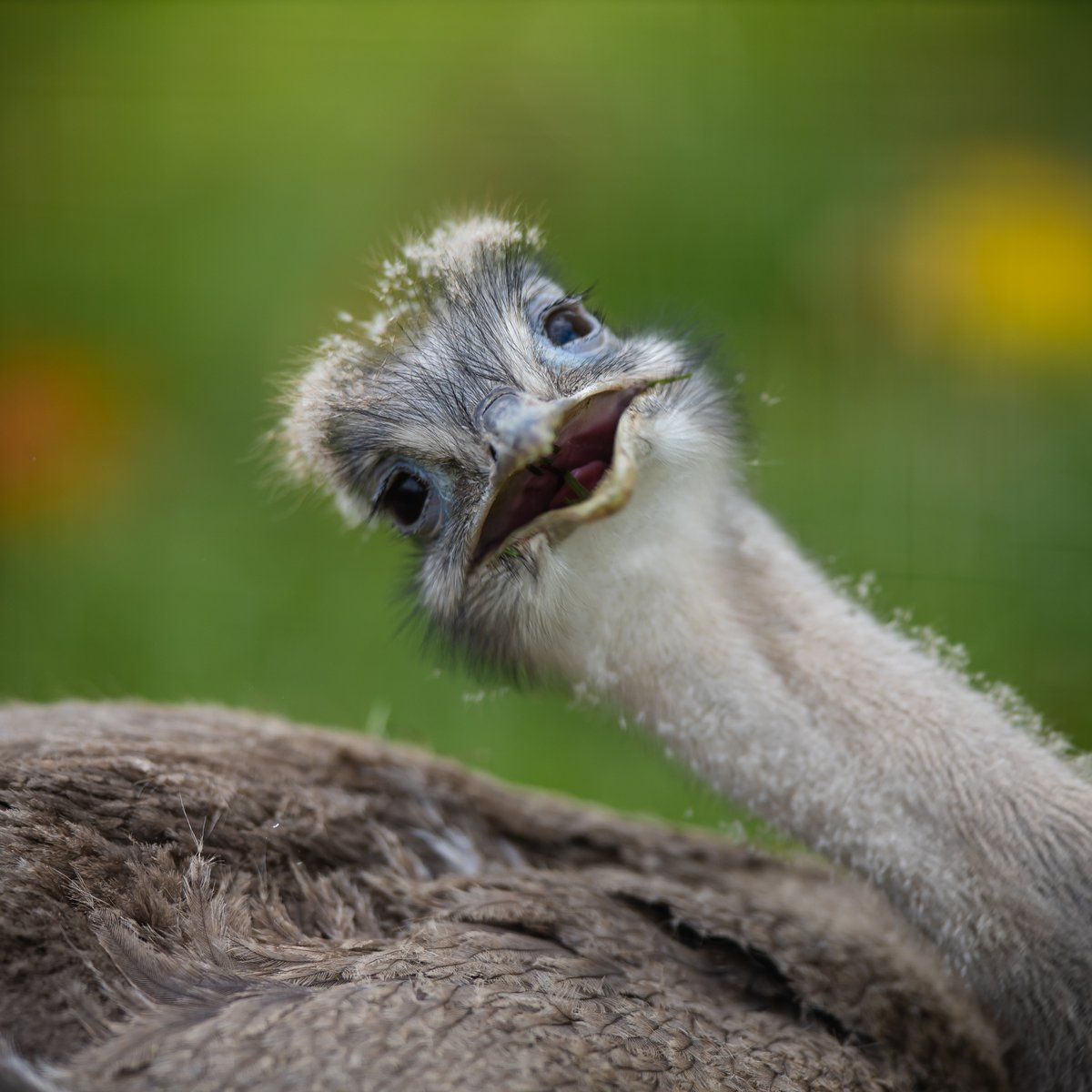 WelshMountainZo's tweet photo. Yay because its Saturday! 😄
👉 Lesser Rhea are SUPER-fast runners? They can hit speeds of up to 60 kilometres per hour! 😱
#LesserRhea #OurBirds #YayItsSaturday #SupportingConservation #WelshMountainZoo #NationalZooOfWales #Snowdonia360 #TenTop
📷 Tim Furfie https://t.co/5OADKMlgEn