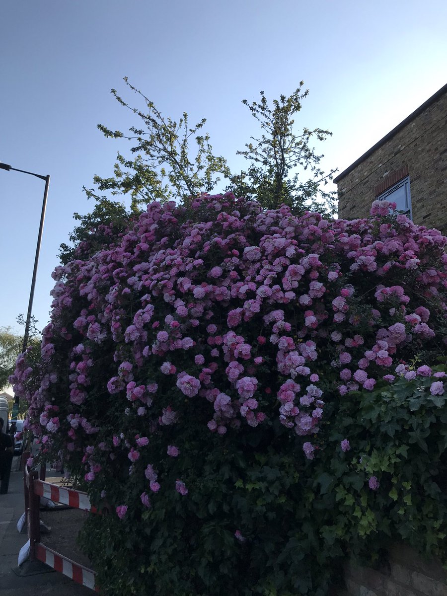 Bertie Darrell tweet media