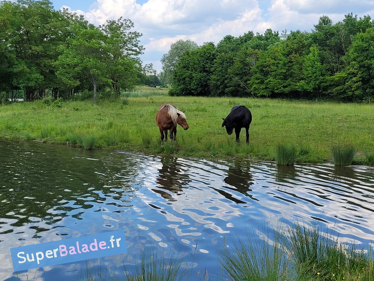 #MontceauLesMines #saôneetloire #bourgognefranchecomte #superbalade #chevaux #nature superbalade.fr