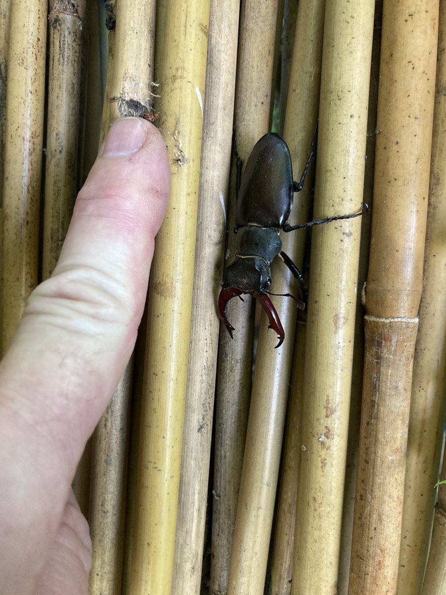 Beautiful male #stag #beetle clinging to the canes on my allotment @ElliotNewton90 @Surb_WL @Kate_Bradbury