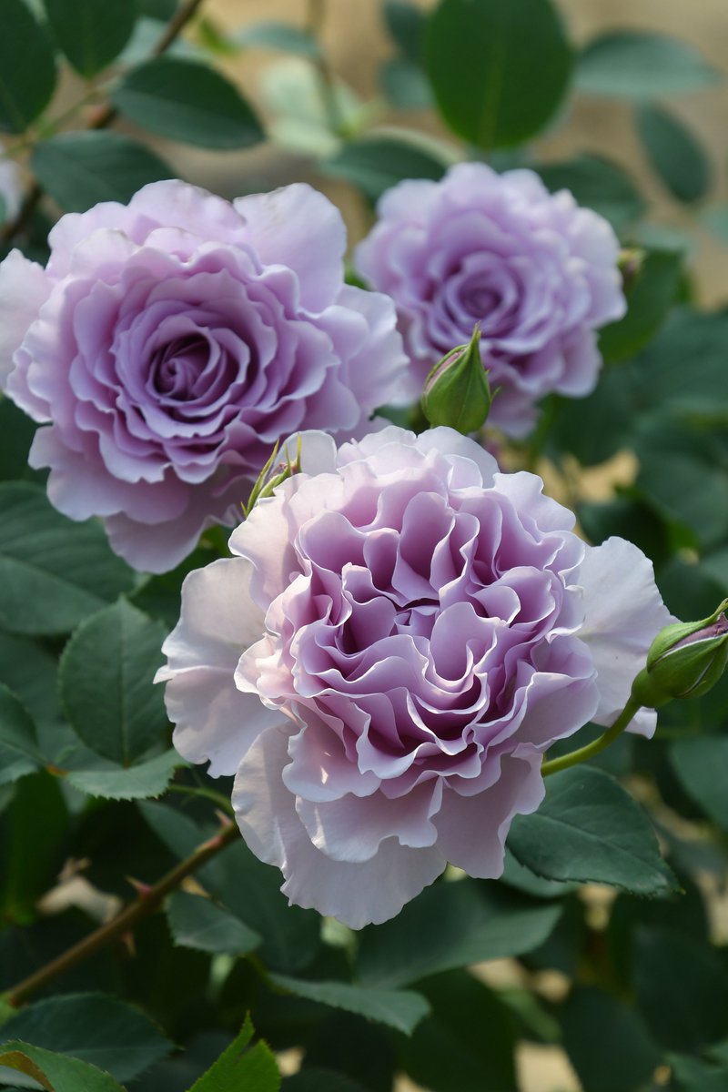 リベルラ #Libellula 透明感のある藤色の花色にひらひらとフリルがかる