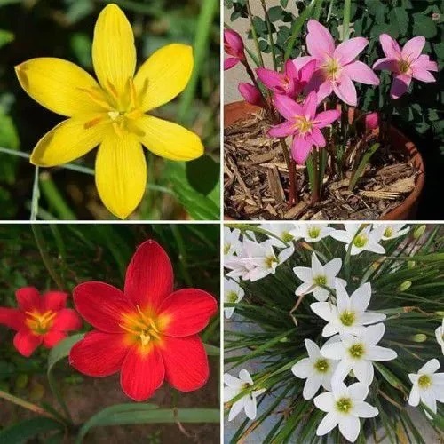 plantohobby's tweet photo. Rain Lily Bulb Zephyranthes Mix Color Flower Bulbs (Pack of 05 Bulbs)
https://t.co/5ggwqjbLjt

🎁 SPECIAL OFFER: Up to 90% off  
👉 Check Now: https://t.co/KQFTClBzHU
📦 Dispatch in 1 - 2 Days
#Plantohobby #RainLily #Zephyranthes #Flowerseeds #garden #gardening https://t.co/ROR45sLlXa