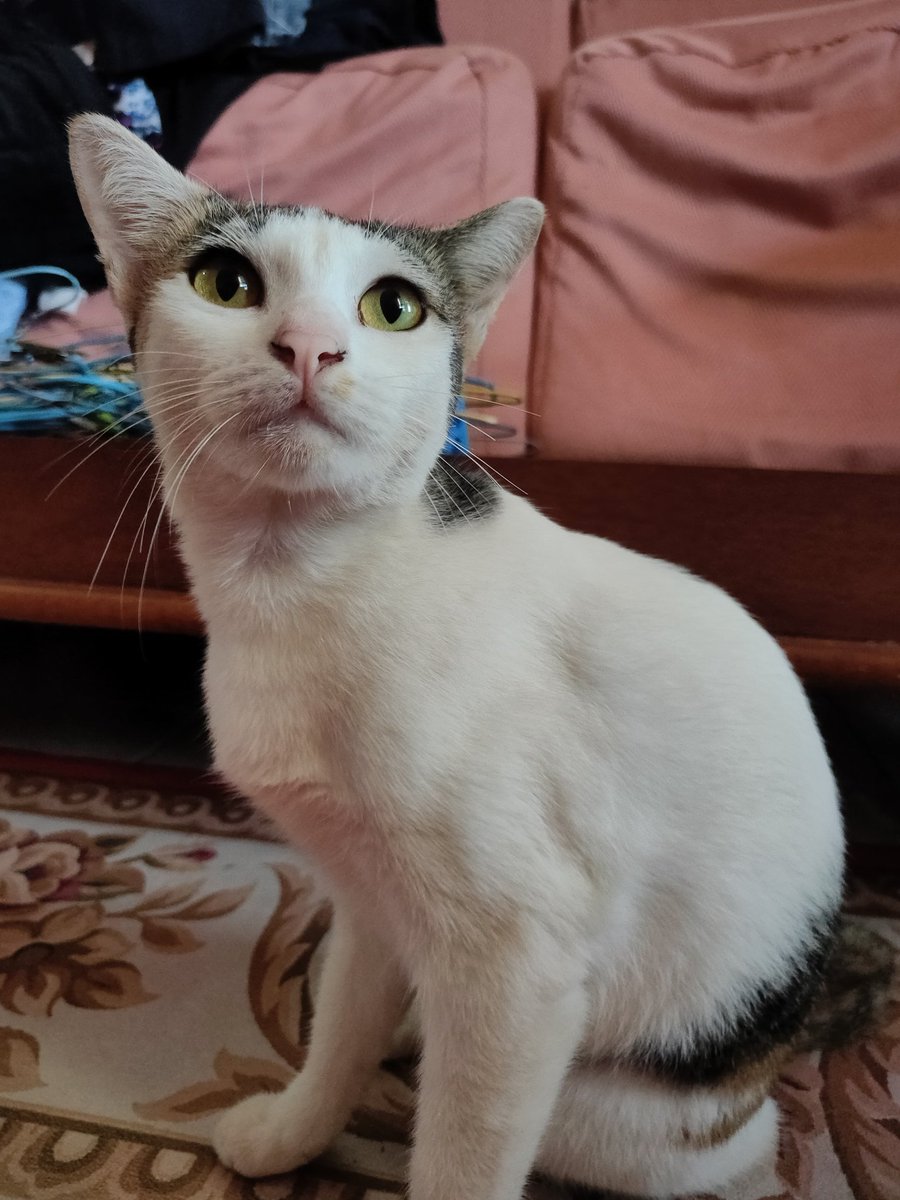 AinosaurusRex's tweet photo. so sorry I can't take care of you anymore. I pray that your new owner treat you better than I did 🥹 https://t.co/ctuq6KPMbf