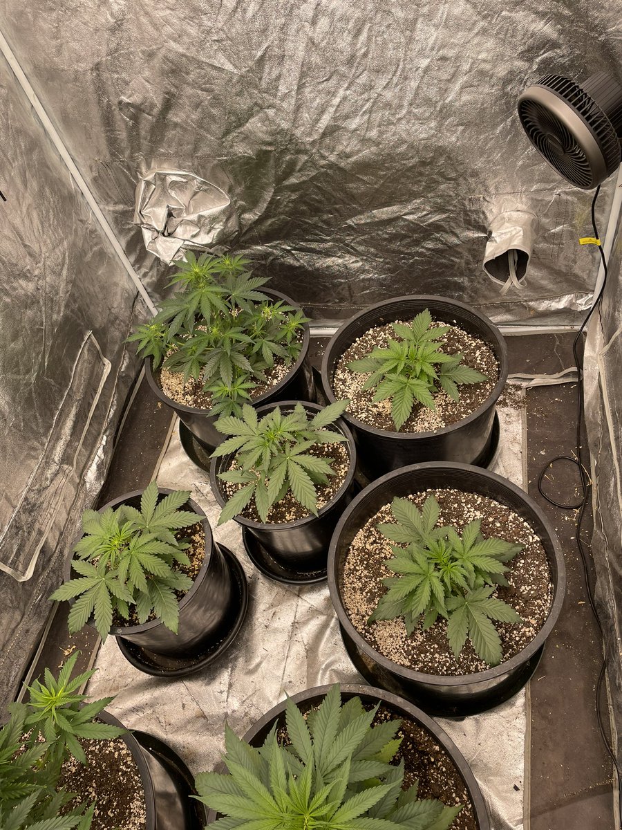 Good morning twitter friends, pic 1,2 are  my biggest 9lb hammer I sure hope it’s a girl!  Pic e is the full 9lb hammer run.  Pic 4 is my autoflowers cruising right along.  #CannaLand #growingtogether @island_herbz #CannabisCommunity