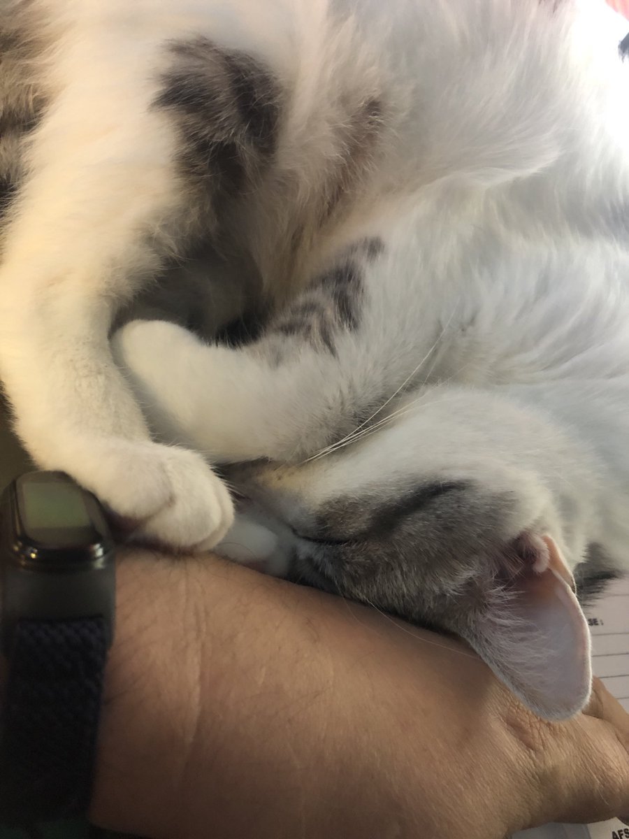 #Caturday not easy to get anything done when Bianca feels the need to use my hand af comfort while having a nap
